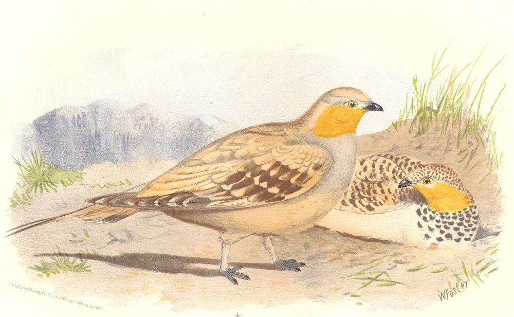 INDIAN GAME BIRDS. Spotted Sand-Grouse (Pterocles Senegalus). FINN 1915 print